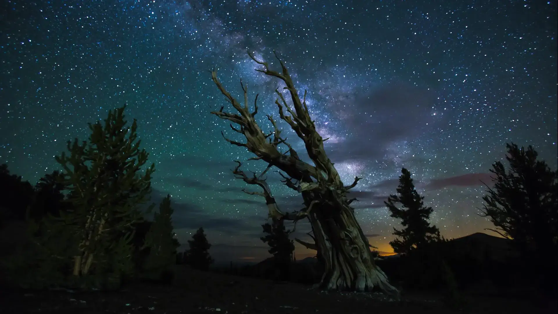 Cielo notturno con la Via Lattea sopra un albero secolare isolato